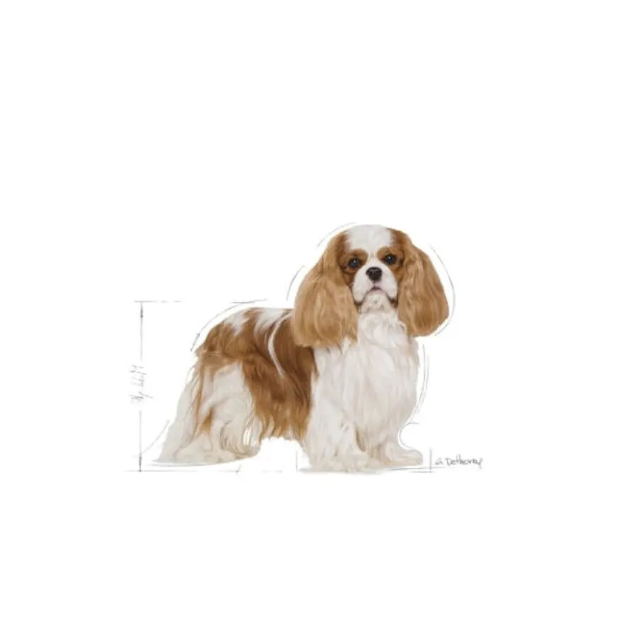 Royal Canin Adult Cavalier King Charles pienso para perros