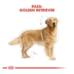 Royal Canin Adult Golden Retriever pienso para perros
