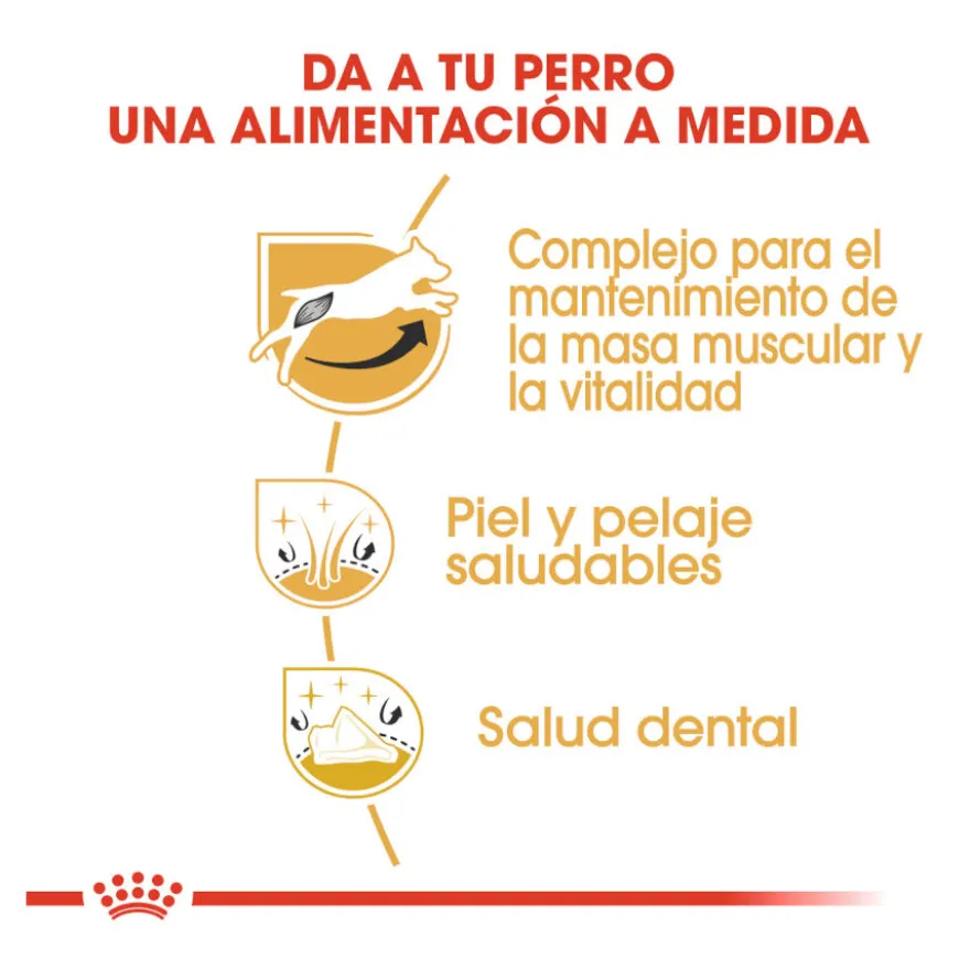 Royal Canin Adult Jack Russell Terrier pienso para perros