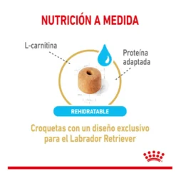 Royal Canin Adult 5+ Labrador pienso para perros