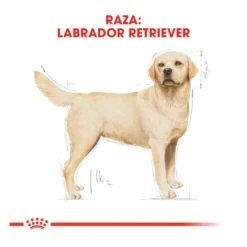 Royal Canin Adult Labrador Retriever pienso para perros