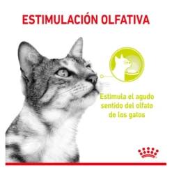 Royal Canin Adult Sensory Smell salsa sobre para gatos