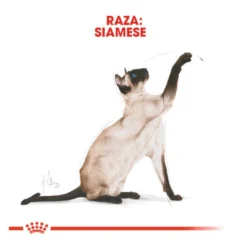 Royal Canin Adult Siamese pienso para gatos