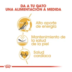 Royal Canin Adult Sphynx pienso para gatos