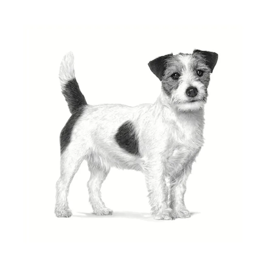 Royal Canin Anallergenic Small pienso para perros