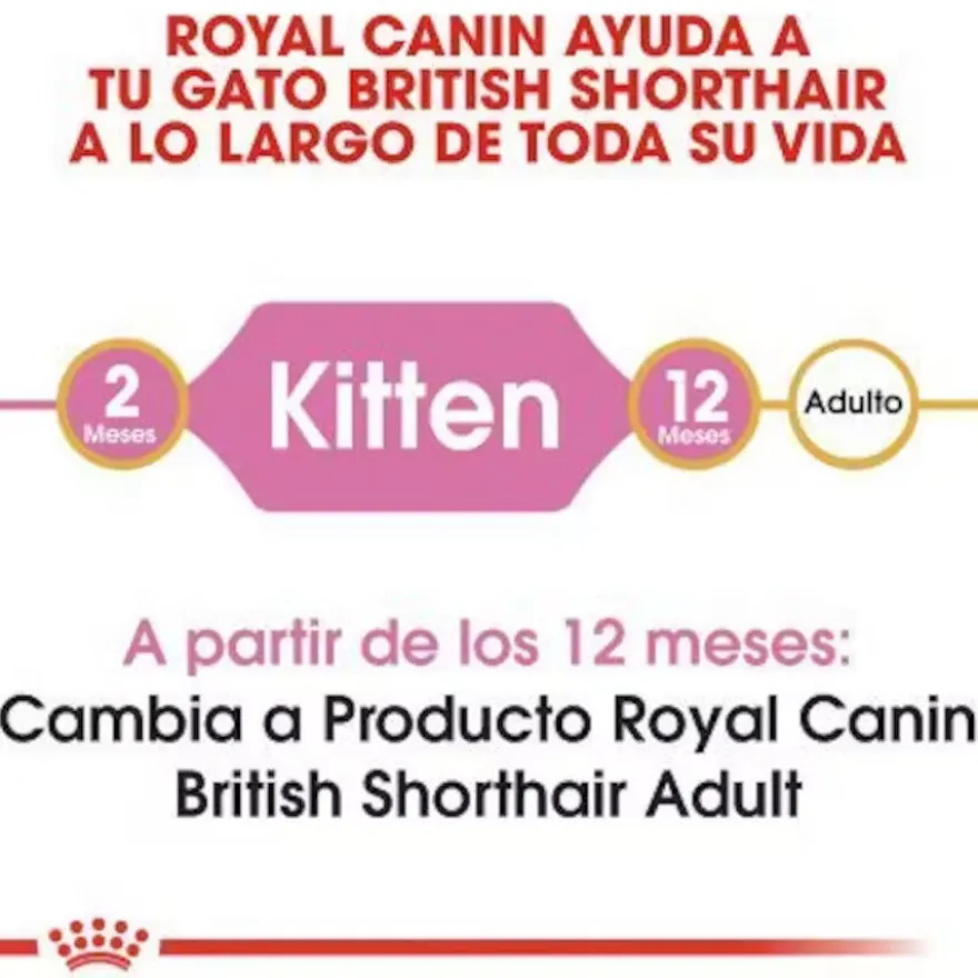 Royal Canin British Shorthair Kitten pienso para gatos