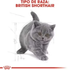 Royal Canin British Shorthair Kitten pienso para gatos