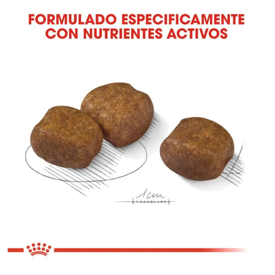 Royal Canin Dental Care Maxi pienso para perros