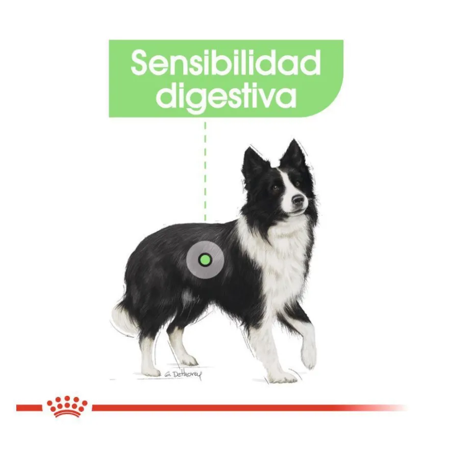 Royal Canin Digestive Care Medium pienso para perros