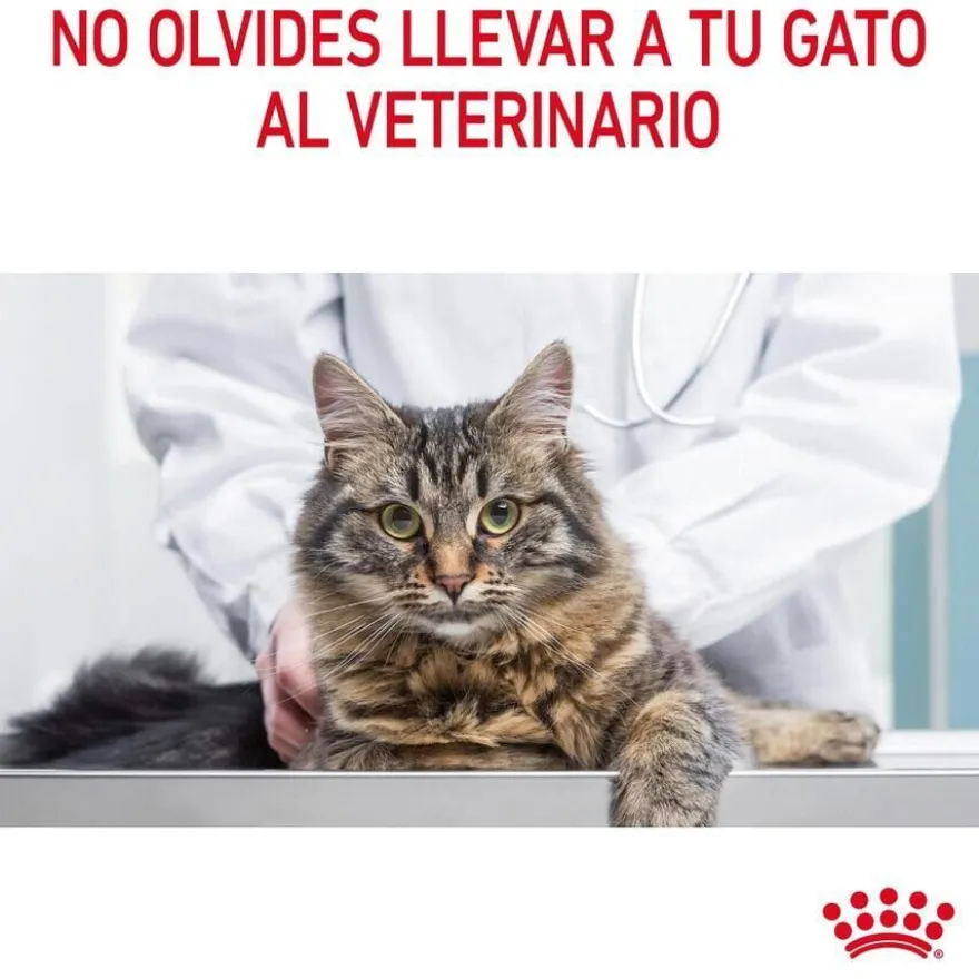 Royal Canin HairySkin pienso para gatos