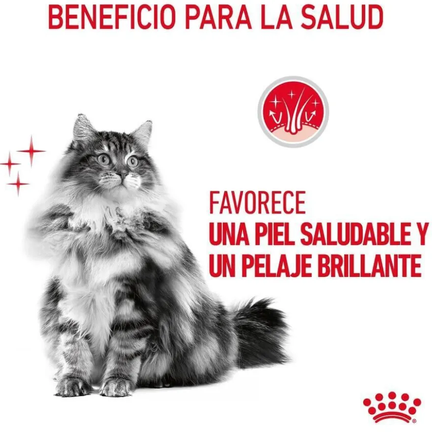 Royal Canin Intense Beauty gelatina sobre para gatos
