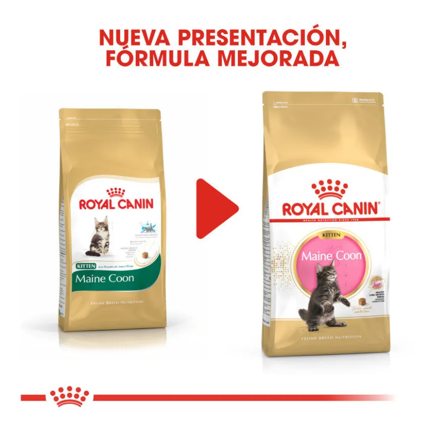 Royal Canin Kitten Maine Coon pienso para gatos