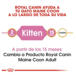 Royal Canin Kitten Maine Coon pienso para gatos