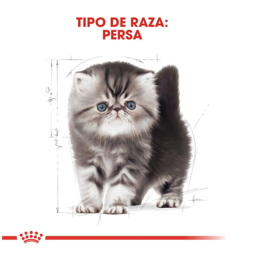 Royal Canin Kitten Persia pienso para gatos