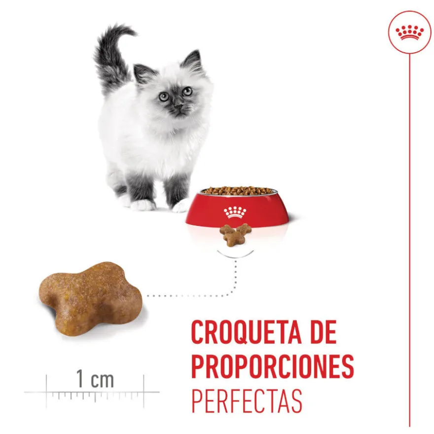 Royal Canin Kitten pienso para gatos