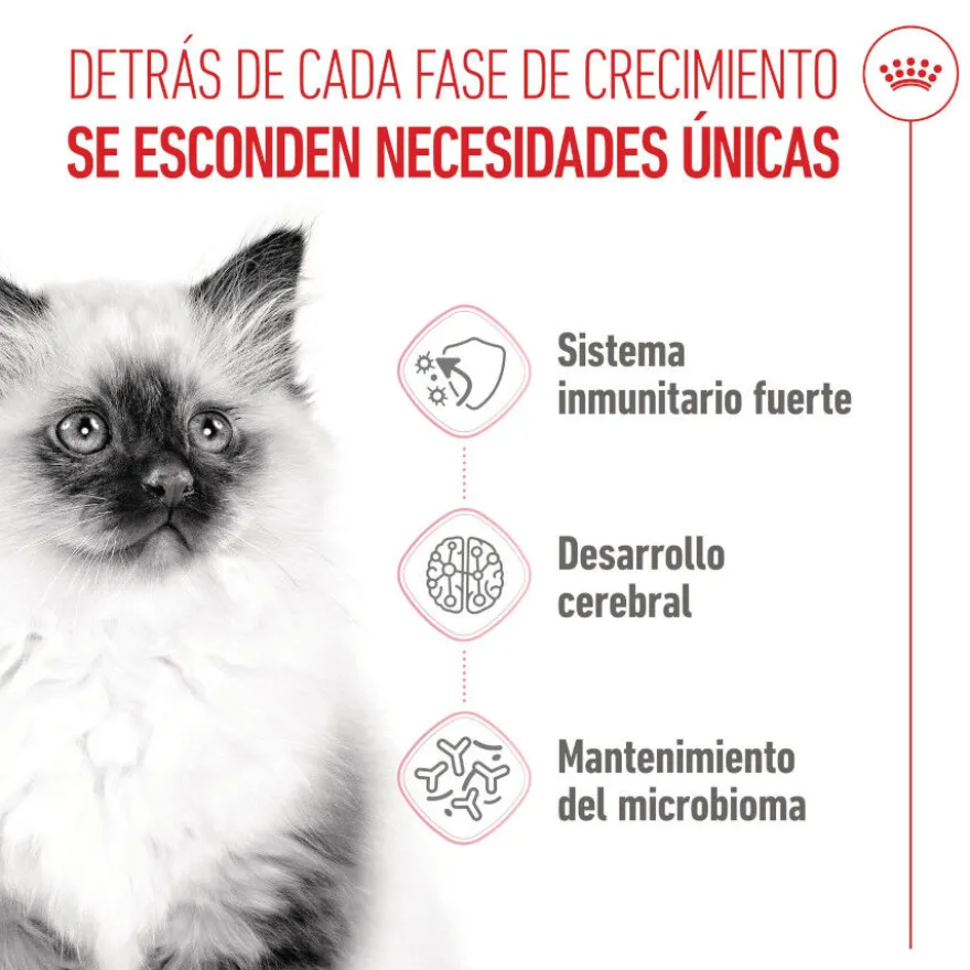 Royal Canin Kitten pienso para gatos