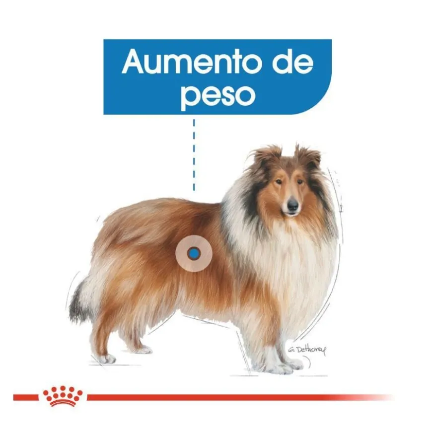 Royal Canin Light Weight Care Maxi pienso para perros