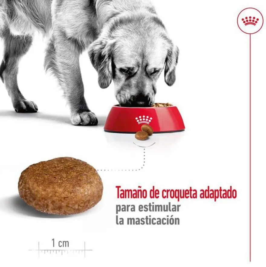 Royal Canin Maxi Adult 5+ pienso para perros senior de raza grande