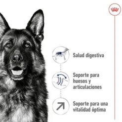 Royal Canin Maxi Adult 5+ pienso para perros senior de raza grande