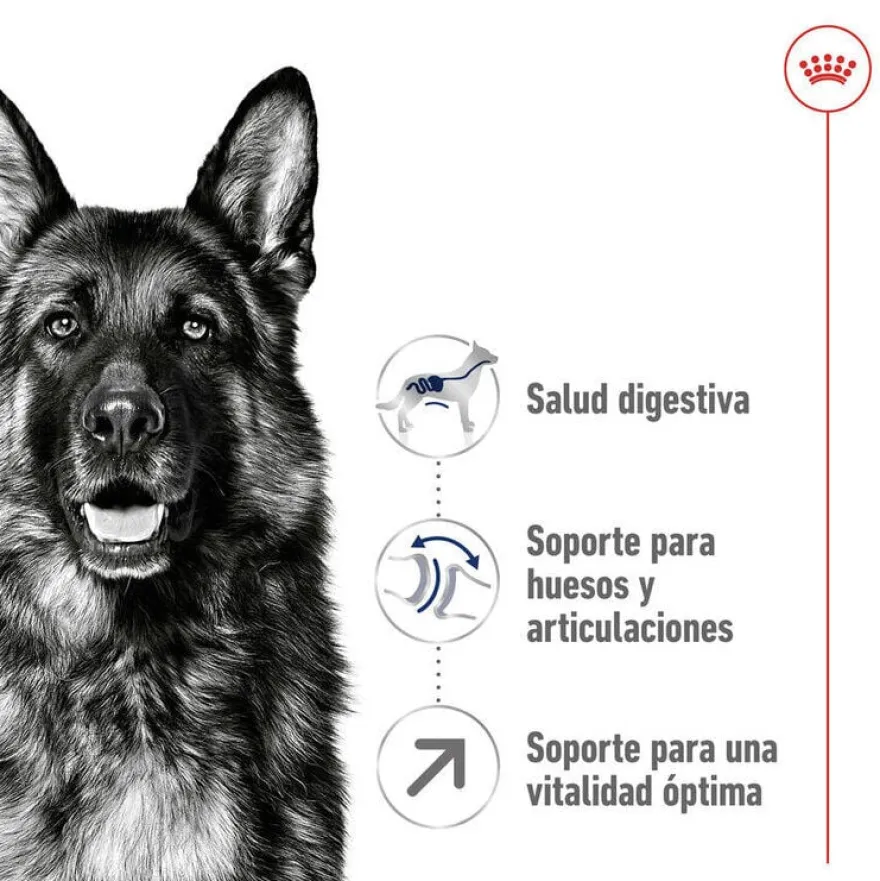 Royal Canin Maxi Adult 5+ pienso para perros senior de raza grande