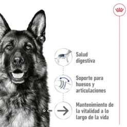 Royal Canin Maxi Ageing 5+ Paté lata para perros senior