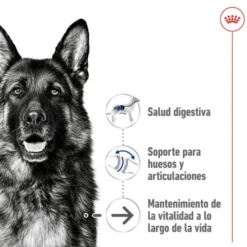 Royal Canin Maxi Ageing 8+ pienso para perros senior