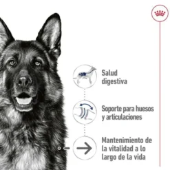 Royal Canin Maxi Ageing sobre en salsa para perros senior
