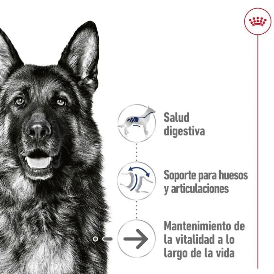 Royal Canin Maxi Ageing sobre en salsa para perros senior