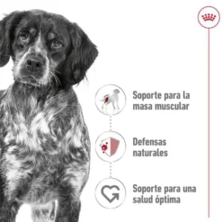 Royal Canin Medium Adult pienso para perros