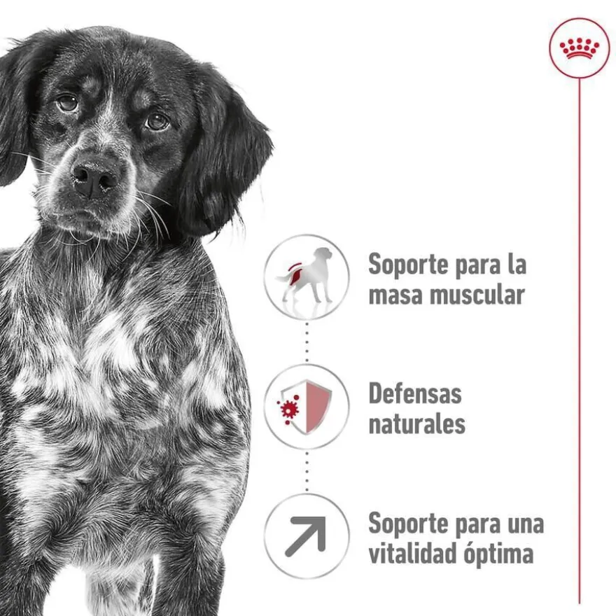 Royal Canin Medium 7+ Adult pienso para perros senior