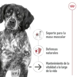 Royal Canin Medium 7+ Ageing lata para perros senior