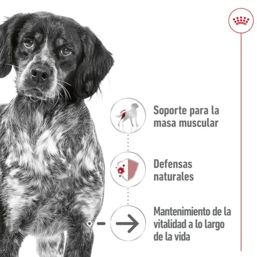 Royal Canin Medium 7+ Ageing lata para perros senior
