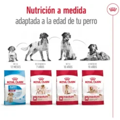 Royal Canin Medium 10+ Ageing pienso para perros senior