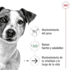 Royal Canin Mini 8+ Ageing lata para perros senior