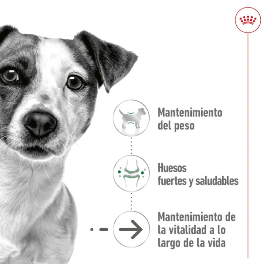 Royal Canin Mini 8+ Ageing lata para perros senior