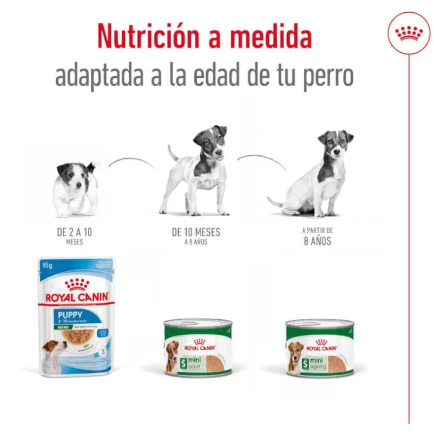 Royal Canin Mini 8+ Ageing lata para perros senior