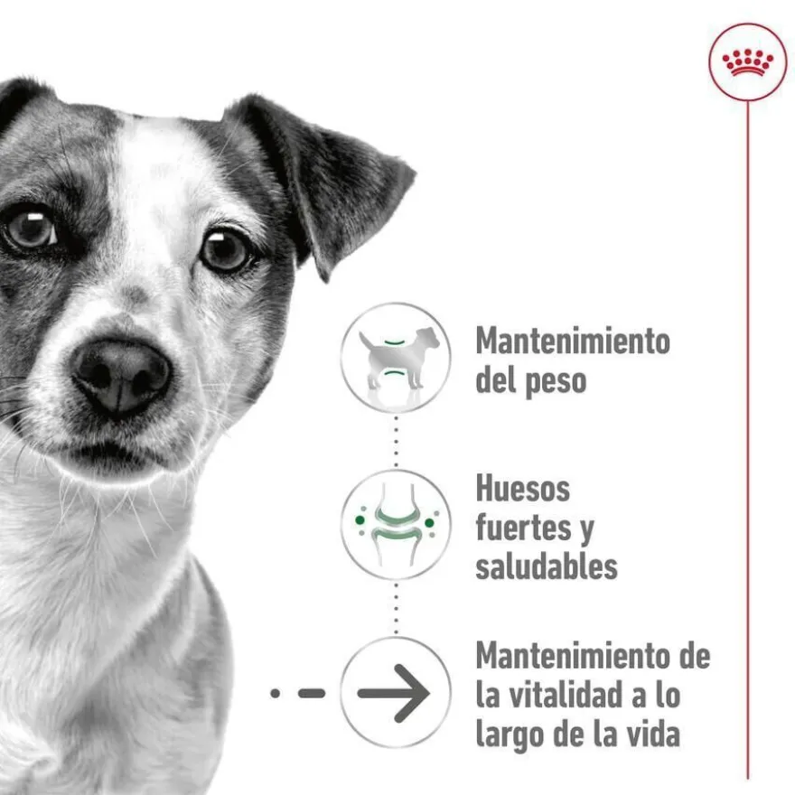 Royal Canin Mini Ageing 12+ pienso para perros senior