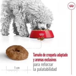 Royal Canin Mini Ageing 12+ pienso para perros senior