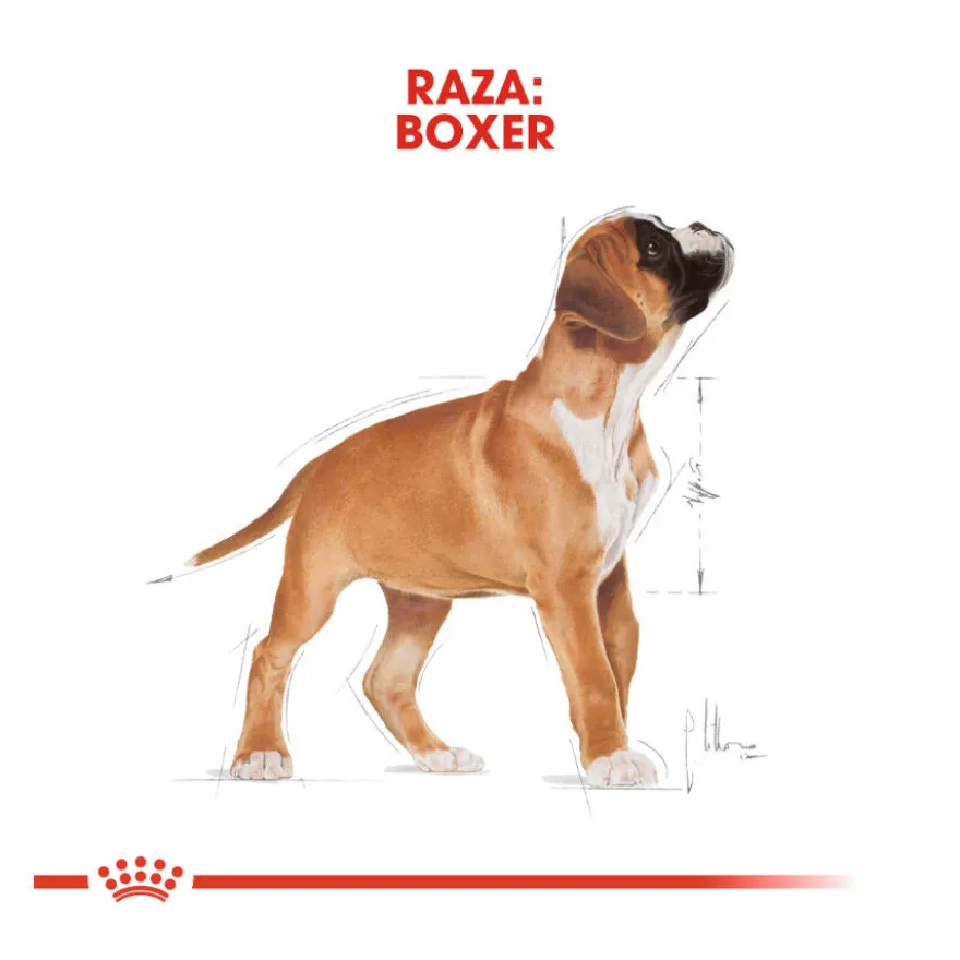 Royal Canin Puppy Boxer pienso para perros
