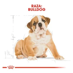 Royal Canin Puppy Bulldog pienso para perros