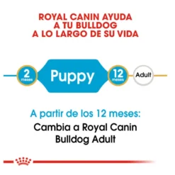 Royal Canin Puppy Bulldog pienso para perros