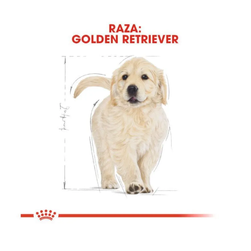 Royal Canin Puppy Golden Retriever pienso para perros