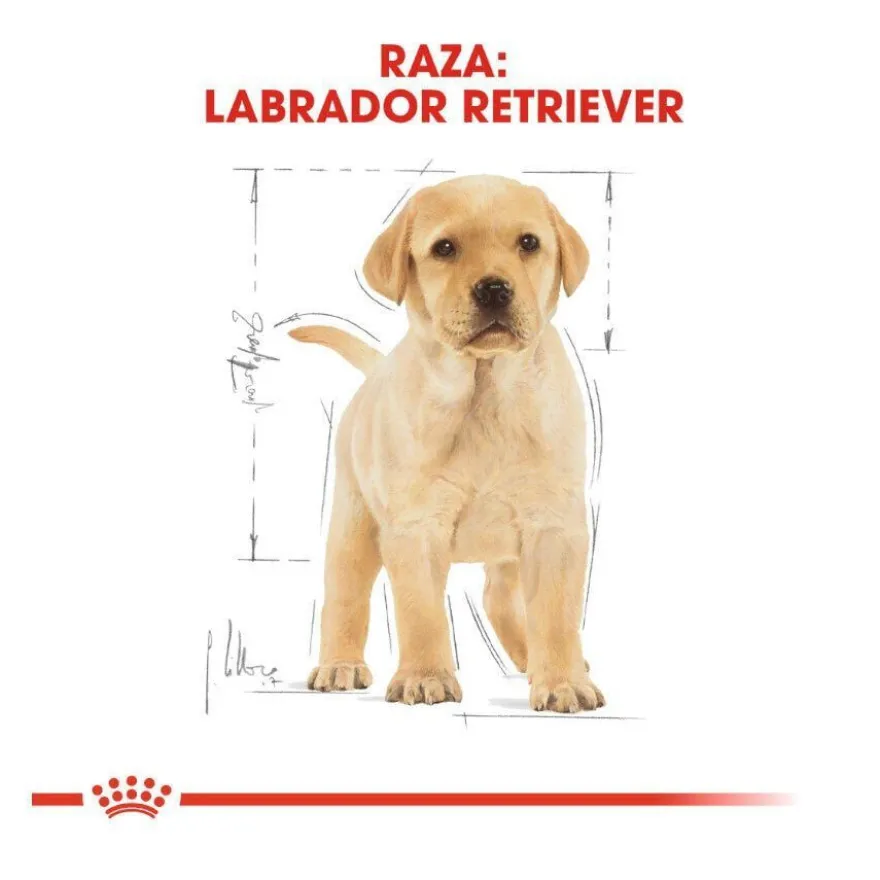 Royal Canin Puppy Labrador Retriever pienso para perros