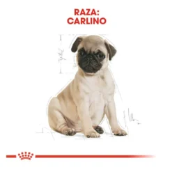 Royal Canin Puppy Pug pienso para perros