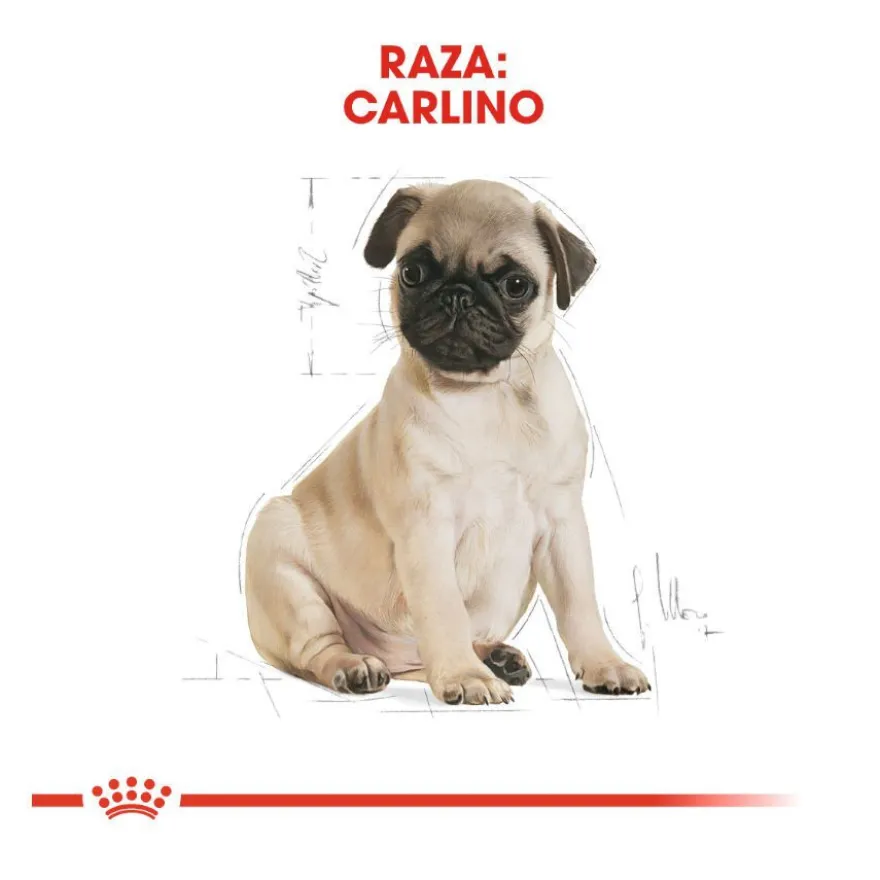 Royal Canin Puppy Pug pienso para perros
