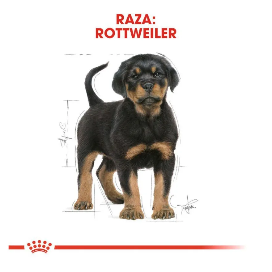 Royal Canin Puppy Rottweiler pienso para perros