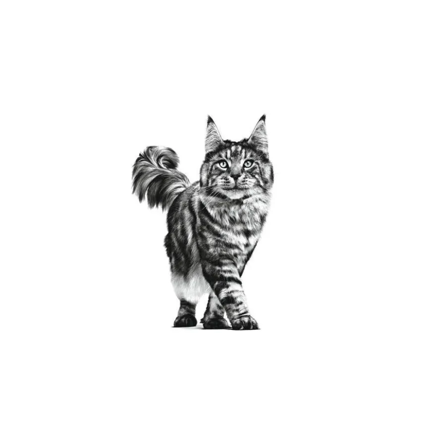 Royal Canin Senior Consult Stage 2 sobre para gatos
