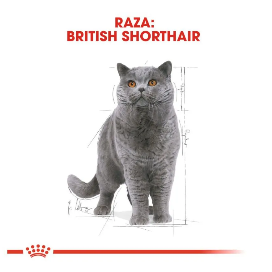 Royal Canin Sobre en Salsa British Shorthair Adult