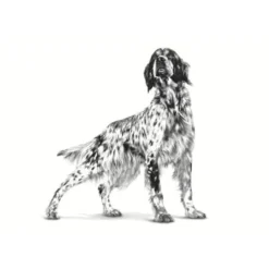 Royal Canin Veterinary Cardiac Lata para perros