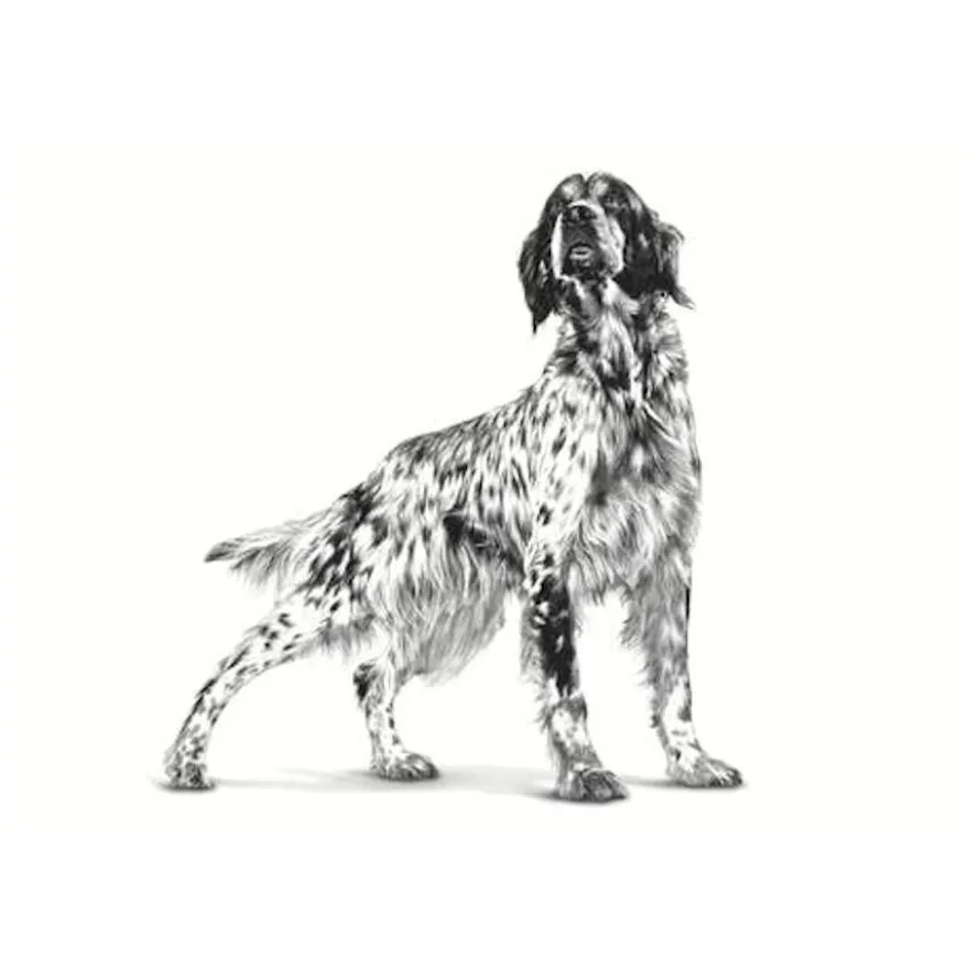 Royal Canin Veterinary Cardiac Lata para perros